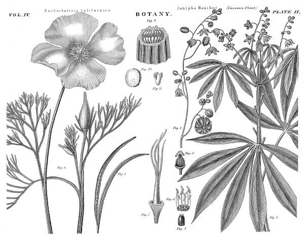 Cassava plant engraving 1878