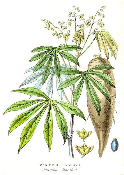Cassava Yuca engraving 1857