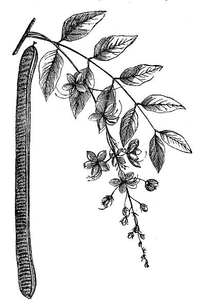 Cassia. illustration of a Cassia