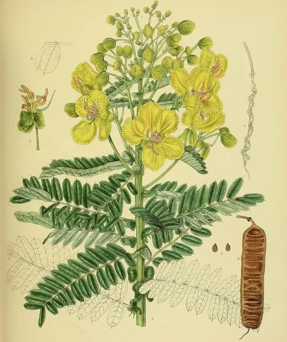 Framed Print : Cassia auriculata, native to Southeast Asia, Sri Lanka, digitally restored historical colour print from 1893 Framed Print : Cassia auriculata, native to Southeast Asia, Sri Lanka, digitally restored historical colour print from 1893