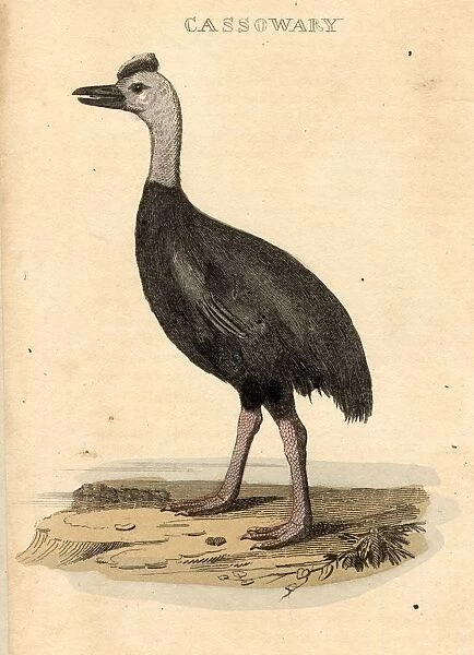 Cassowary. circa 1800: The Cassowary, a type of flightless bird related to the emu