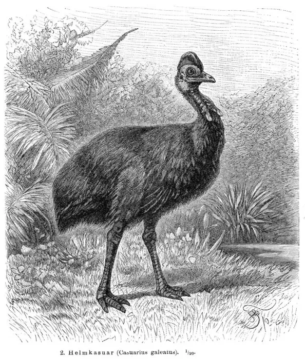 Framed Print : Cassowary bird engraving 1895 Framed Print : Cassowary bird engraving 1895