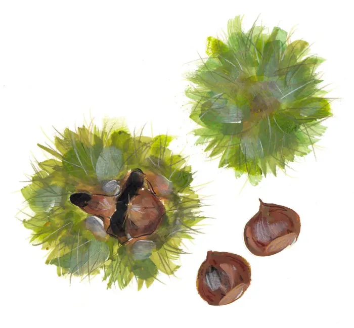 Framed Print : castanea sativa, chestnut, green, nobody, nut, plain background, sweet chestnut Framed Print : castanea sativa, chestnut, green, nobody, nut, plain background, sweet chestnut