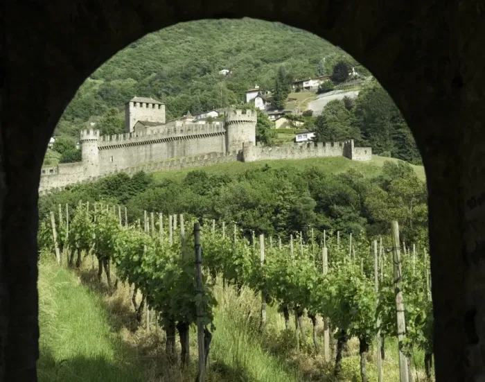 Framed Print : Castello di Montebello with vineyard in foreground