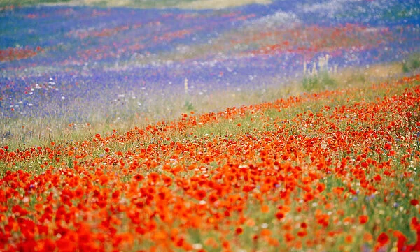 Castelluccio di Norcia, fields in full bloom, flowering in Umbria, Italy