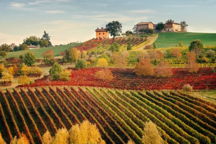 Framed Print : Castelvetro, Modena. Vineyards in autumn Framed Print : Castelvetro, Modena. Vineyards in autumn