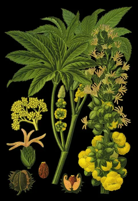 Framed Print : castor bean, castor oil plant Framed Print : castor bean, castor oil plant