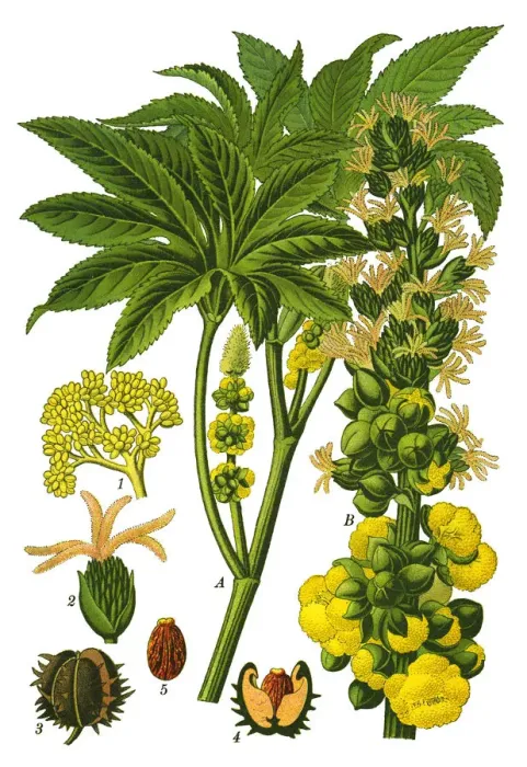 Framed Print : castor bean, castor oil plant Framed Print : castor bean, castor oil plant