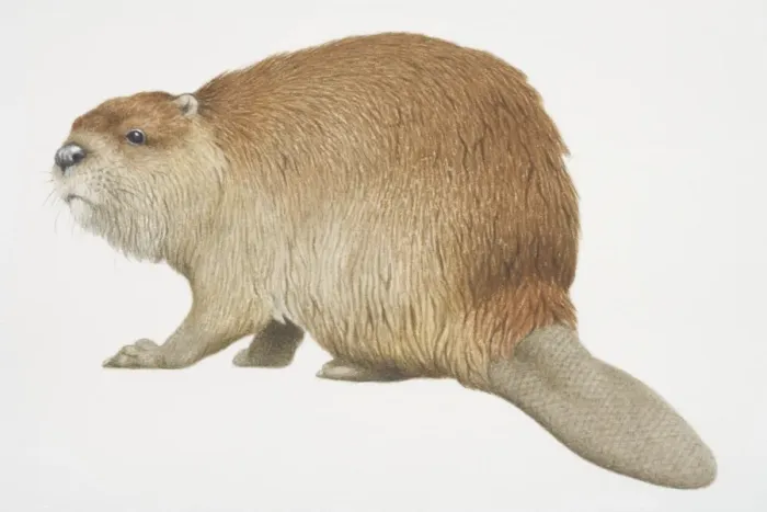 Framed Print : Castor canadensis, American Beaver, side view Framed Print : Castor canadensis, American Beaver, side view
