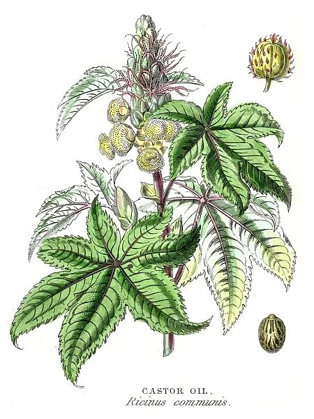 Castor Oil botanical engraving 1857
