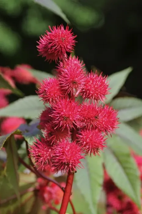 Framed Print : Castor oil plant -Ricinus communis-, fruits, Europe Framed Print : Castor oil plant -Ricinus communis-, fruits, Europe