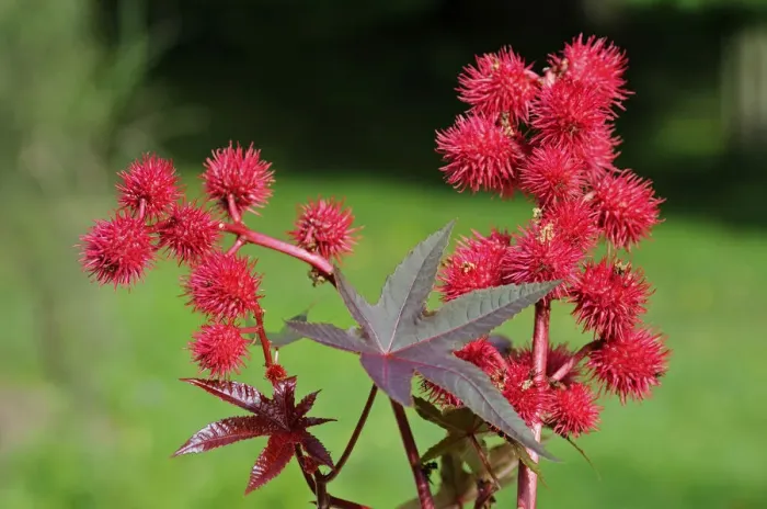 Framed Print : Castor oil plant -Ricinus communis-, fruits, Europe Framed Print : Castor oil plant -Ricinus communis-, fruits, Europe