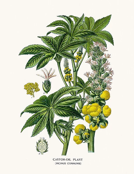 Castorbean deadly poisonous plant