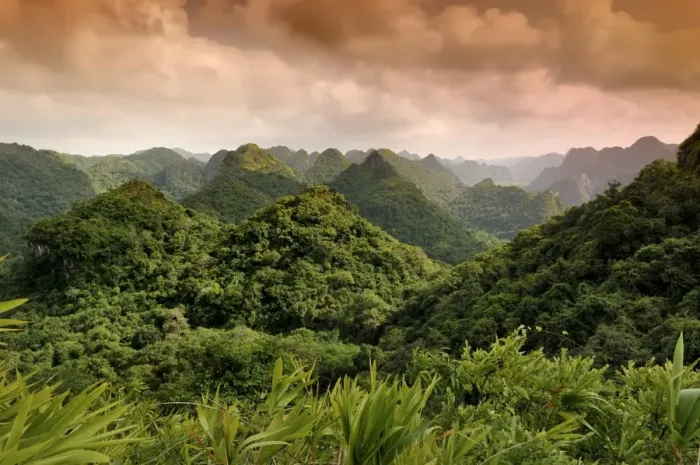 Framed Print : Cat Ba National Park, view from the Ngu Lam peak, Kim Giao forest, UNESCO Biosphere Reserve, Vietnam, Southeast Asia Framed Print : Cat Ba National Park, view from the Ngu Lam peak, Kim Giao forest, UNESCO Biosphere Reserve, Vietnam, Southeast Asia