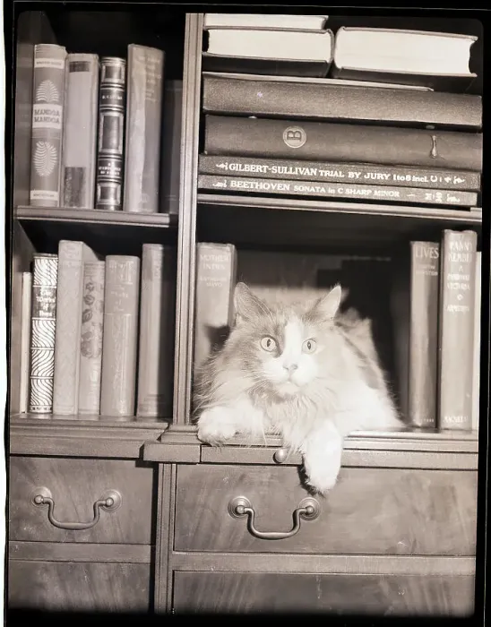 Framed Print : Cat on Bookshelf Framed Print : Cat on Bookshelf
