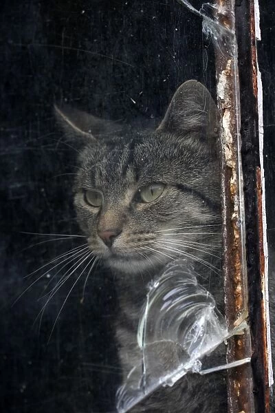 Cat behind a broken pane of glass