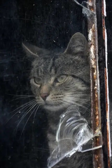 Framed Print : Cat behind a broken pane of glass Framed Print : Cat behind a broken pane of glass