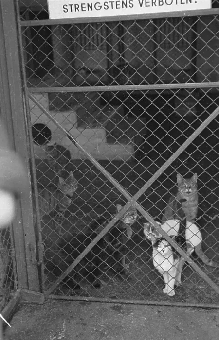 Framed Print : Cat Cage. 21st February 1948: Stray cats at the Vienna Society for the Framed Print : Cat Cage. 21st February 1948: Stray cats at the Vienna Society for the
