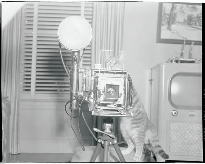 Framed Print : Cat Behind the Camera Framed Print : Cat Behind the Camera