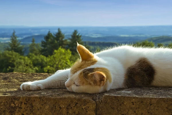 Cat on the castle wall of Schloss Buergeln castle in the south Black Forest, Baden-Wuerttemberg, Germany, Europe
