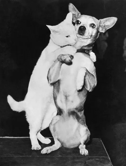 Framed Print : Cat and Dog Together Framed Print : Cat and Dog Together