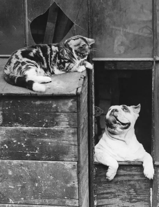 Framed Print : Truce. 20th July 1933: A cat and dog appear to be willing to put up with Framed Print : Truce. 20th July 1933: A cat and dog appear to be willing to put up with