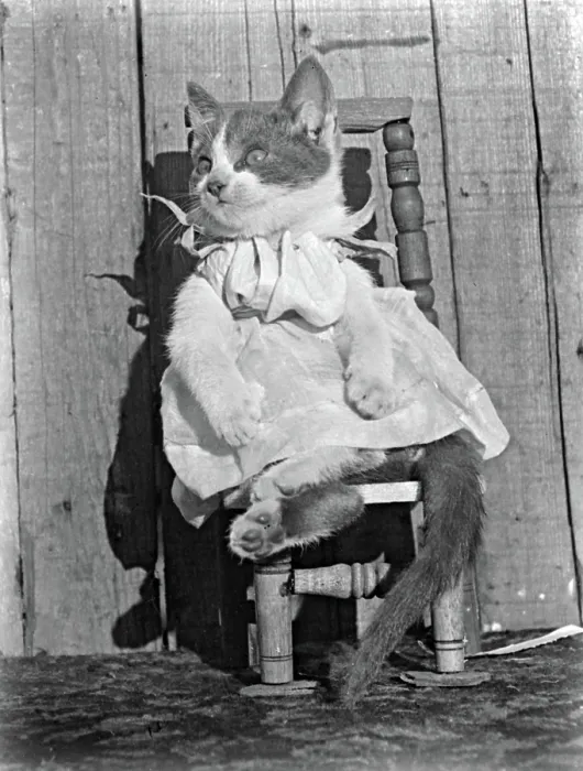 Framed Print : Cat in Dress Framed Print : Cat in Dress