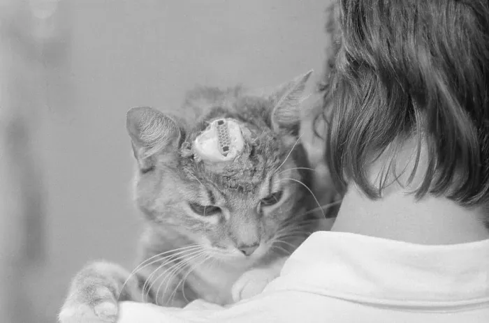 Framed Print : Cat with Electrode Implanted in Head Framed Print : Cat with Electrode Implanted in Head