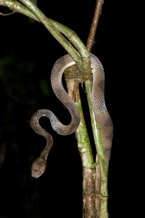 Framed Print : Cat-eyed snake -Leptodeira sp. - Tiputini rainforest, Yasuni National Park, Ecuador, South America Framed Print : Cat-eyed snake -Leptodeira sp. - Tiputini rainforest, Yasuni National Park, Ecuador, South America