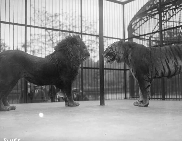 Cat Fight. June 1928: In the same cage a lion and a tiger are outstaring each other