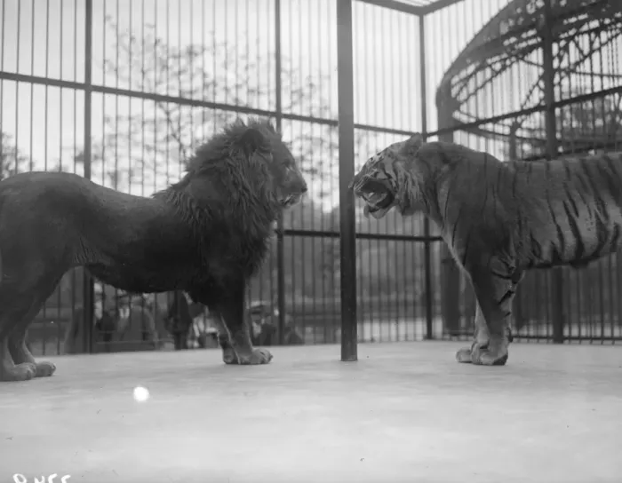 Framed Print : Cat Fight. June 1928: In the same cage a lion and a tiger are outstaring each other Framed Print : Cat Fight. June 1928: In the same cage a lion and a tiger are outstaring each other