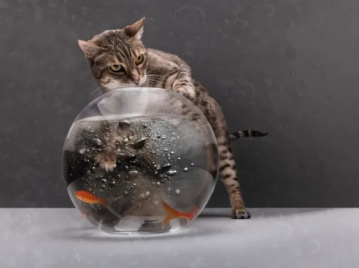 Framed Print : Cat Fishing