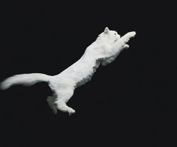 Cat jumping in air