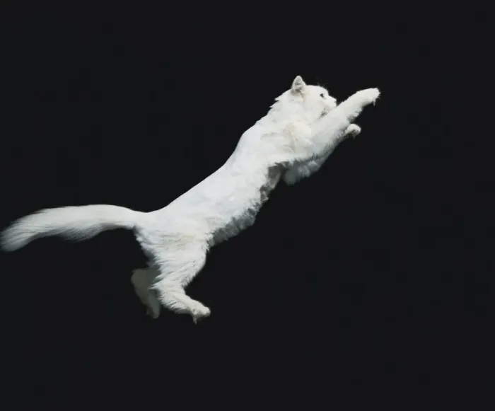 Framed Print : Cat jumping in air Framed Print : Cat jumping in air