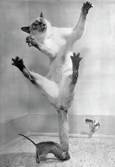 Framed Print : Cat Jumping Over Mouse Framed Print : Cat Jumping Over Mouse