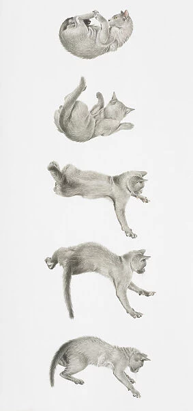 Cat landing on its feet