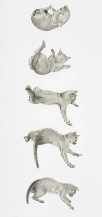 Framed Print : Cat landing on its feet Framed Print : Cat landing on its feet