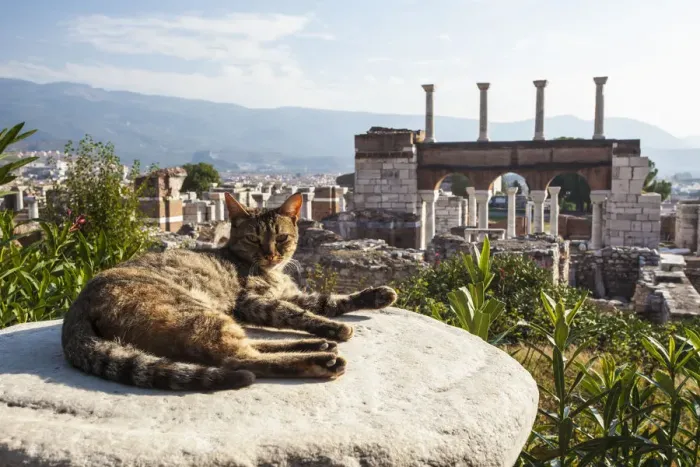 Framed Print : A cat lays in the sun on a rock at the ruins of Saint Johns Basilica and the tomb of Saint John Framed Print : A cat lays in the sun on a rock at the ruins of Saint Johns Basilica and the tomb of Saint John