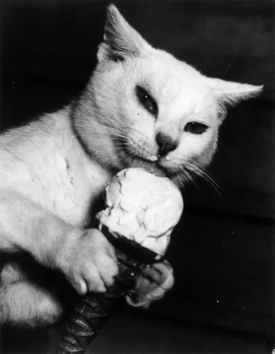 Framed Print : Cat Lick. 18th April 1952: Kippy a cat enjoys his daily ice-cream cone Framed Print : Cat Lick. 18th April 1952: Kippy a cat enjoys his daily ice-cream cone
