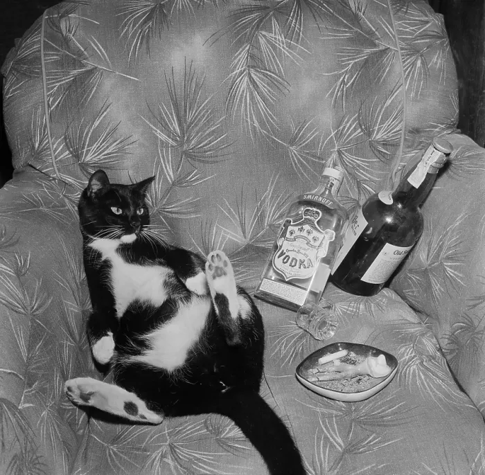 Framed Print : Cat with liquor Framed Print : Cat with liquor