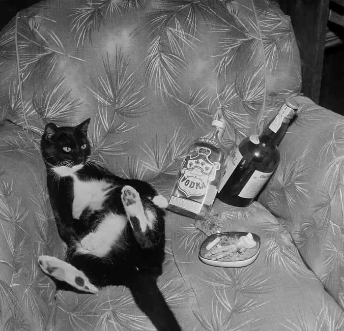 Framed Print : Cat with liquor Framed Print : Cat with liquor