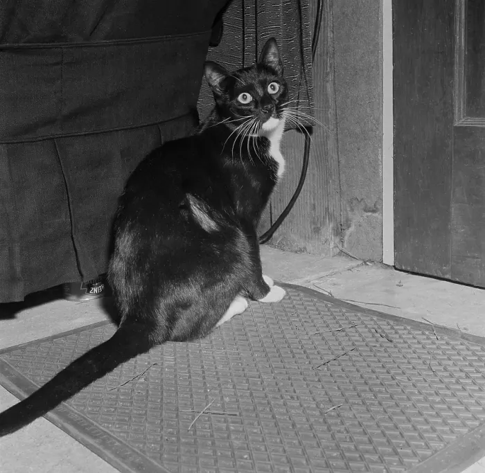Framed Print : Cat with liquor Framed Print : Cat with liquor
