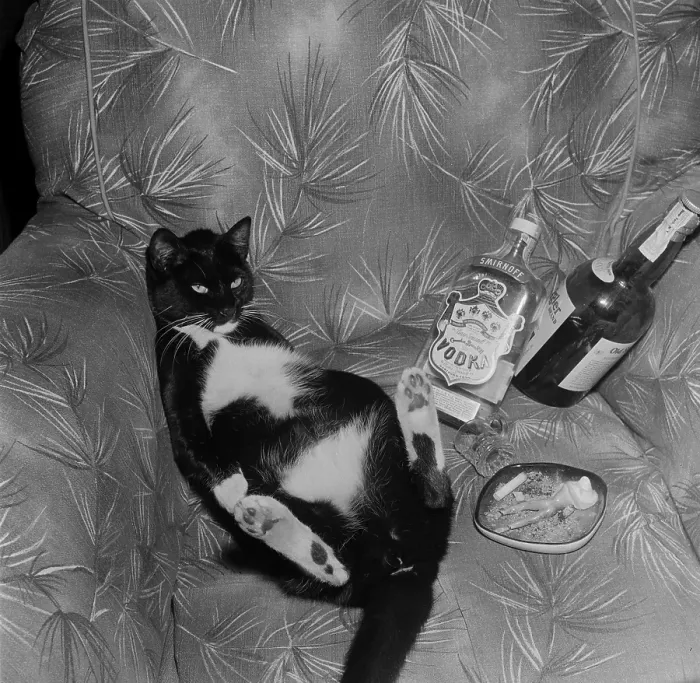 Framed Print : Cat with liquor Framed Print : Cat with liquor