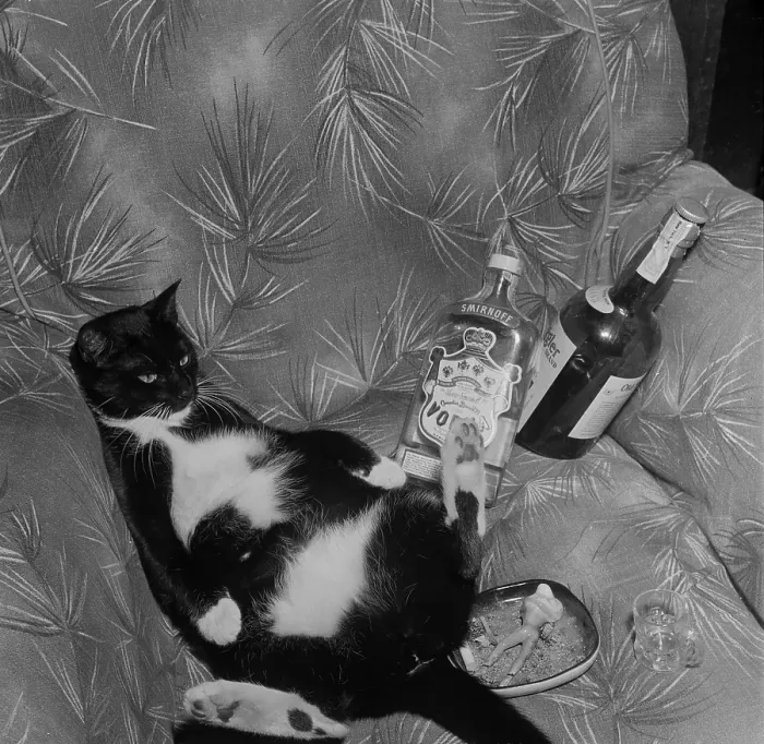 Framed Print : Cat with liquor Framed Print : Cat with liquor