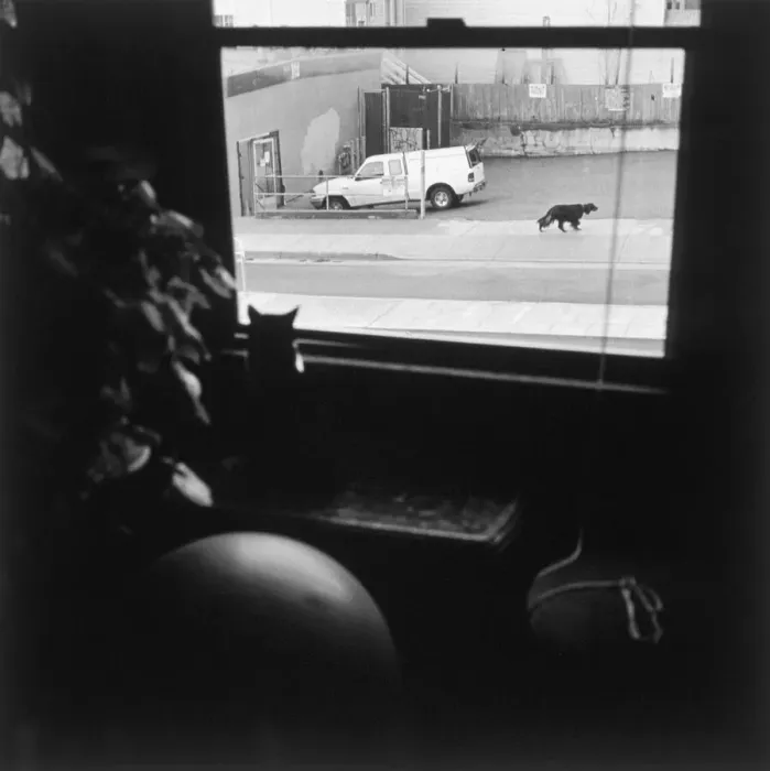 Framed Print : Cat looking outside window at dog Framed Print : Cat looking outside window at dog