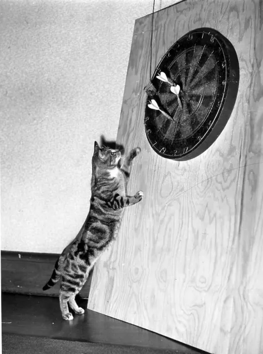 Framed Print : Cat On The Oche Framed Print : Cat On The Oche