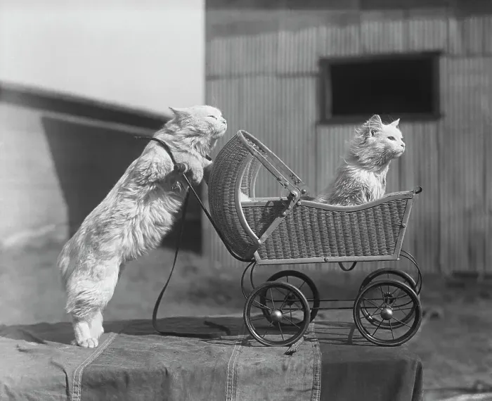 Framed Print : Cat Pushing Cat in Baby Carriage