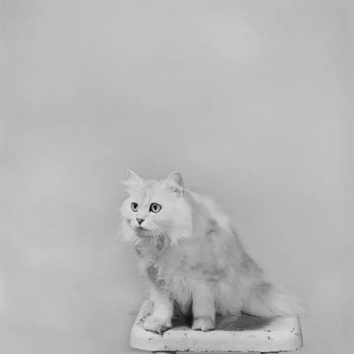 Framed Print : Cat sitting on stool against white background, close-up