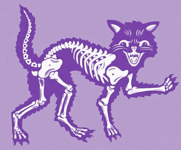 Framed Print : Cat Skeleton Framed Print : Cat Skeleton