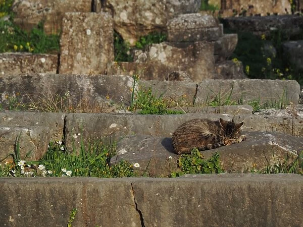 Cat Sleeping On Ancient Greek Ruins